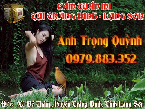 RA MẮT ĐẠI LÝ CÁM TUẤN MI TẠI HUYỆN TRÀNG ĐỊNH - TỈNH LẠNG SƠN
