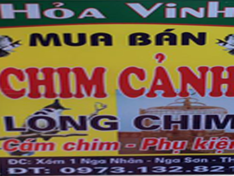 ĐẠI LÝ CÁM TUẤN MI TẠI NGA SƠN - THANH HÓA