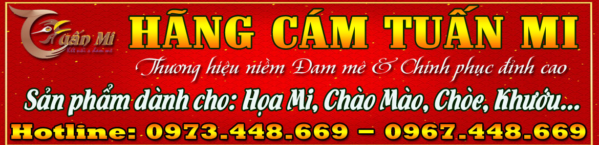 chim họa mi thương hiệu Tuấn Mi