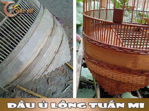 DẦU Ủ LỒNG TUẤN MI (HDSD & CÔNG DỤNG)