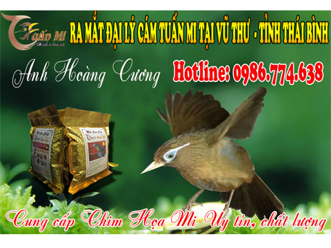 RA MẮT ĐẠI LÝ CÁM TUẤN MI TẠI VŨ THƯ – TỈNH THÁI BÌNH