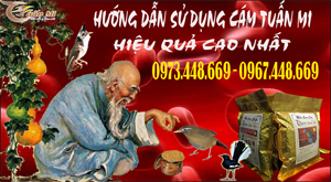 CÁM CHÀO MÀO TUẤN MI, CÁM CHÒE ĐẤU TUẤN MI, CÁM HỌA MI TUẤN MI