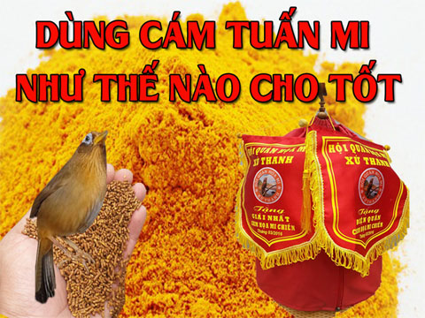 DÙNG CÁM TUẤN MI NHƯ THẾ NÀO CHO TỐT