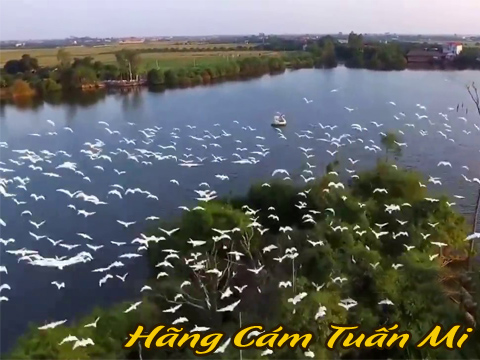 ĐẠI LÝ CÁM TUẤN MI TẠI TỈNH HƯNG YÊN