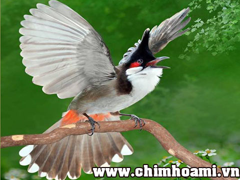 PHƯƠNG PHÁP CHĂN CHÀO MÀO CĂNG LỬA HIỆU QUẢ