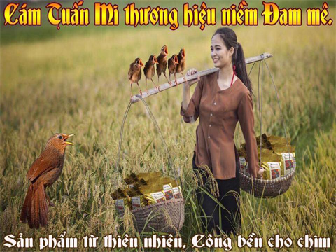 ĐẠI LÝ CÁM TUẤN MI TẠI TỈNH THÁI BÌNH