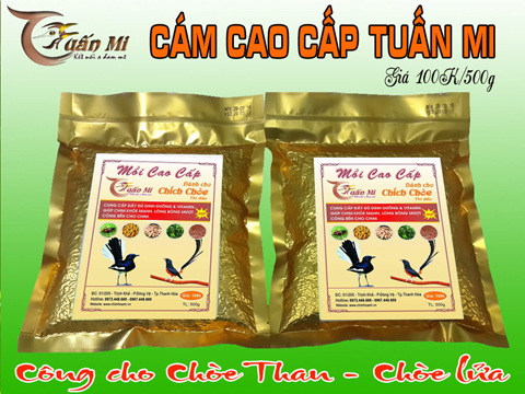 Cám chích chòe