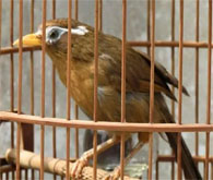 Họa Mi Mộc