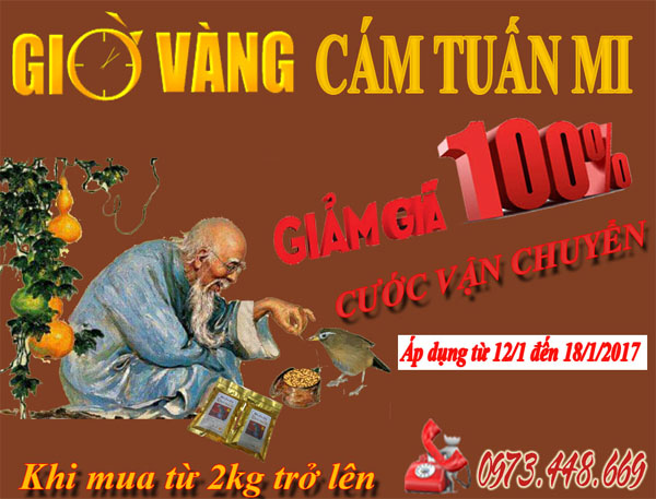 GIỜ VÀNG CÁM TUẤN MI
